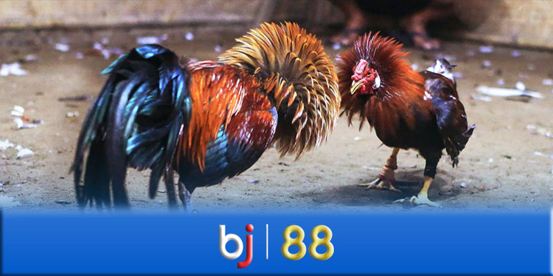 Đá gà BJ88 - Những điều cần phải lưu ý khi chơi đá gà BJ88